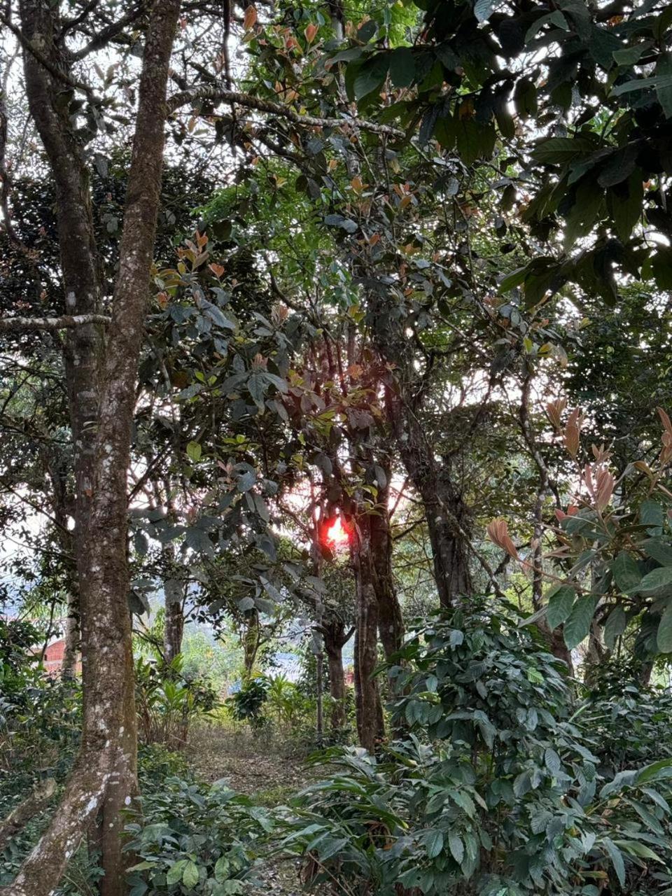 Shrenya Orchidz-Coorg Nature Stay Madikeri Extérieur photo